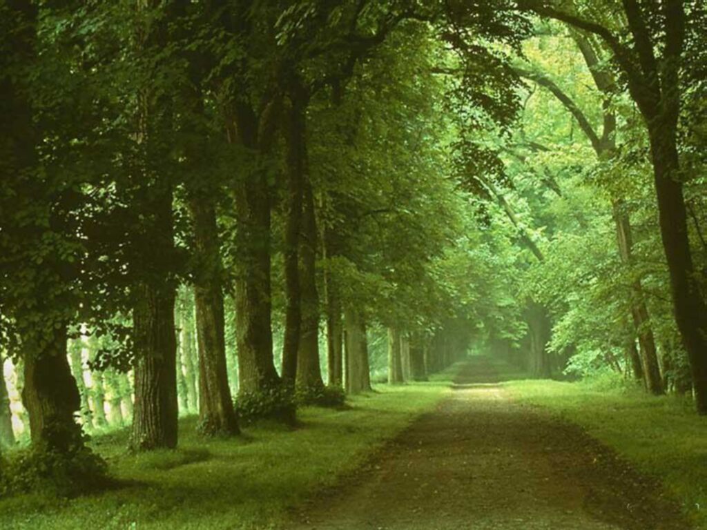 forets_008.jpg